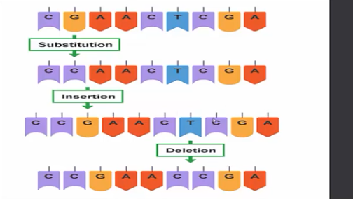 <ul><li><p><strong>Substitutions: </strong>One base is changed to a different base.</p><ul><li><p>Usually affects one amino acid</p></li><li><p><strong>Silent mutations - </strong>Substitution of the base has no effect because of:</p><ul><li><p>The redundant nature of the genetic code</p></li><li><p>Substitution occurs in introns, which are cut out of the mRNA anyway, so it will never surface</p></li></ul></li><li><p><strong>Missense mutation</strong></p><ul><li><p>A change in the base sequence of DNA alters a codon</p></li><li><p>Leading to a different amino acid being placed in the protein sequence</p></li><li><p>e.g. sickle cell anemia</p></li></ul></li><li><p><strong>Nonsense mutation</strong></p><ul><li><p>A change in the DNA sequence causes a stop codon to replace a codon </p></li><li><p>Often lethal to the cell</p></li></ul></li></ul></li><li><p><strong>Frameshift mutation</strong> - a mutation that causes the reading frame of codons to change, usually resulting in different amino acids being incorporated into the polypeptide</p><ul><li><p><strong>Insertions: </strong>Point mutation in which one base is inserted into the DNA sequence</p><ul><li><p>The effects can be dramatic</p></li><li><p>Codons are read in groups of 3 and adding one base makes the entire sequence to be misread</p></li></ul></li><li><p><strong>Deletions:</strong> Point mutation in which one base is deleted.</p><ul><li><p>Deleting one base cause the entire sequence to be misread because they are still read in groups of 3</p></li></ul></li></ul></li></ul><p></p>
