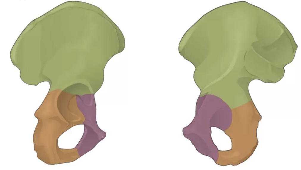 <p>Identify the bone in green</p>