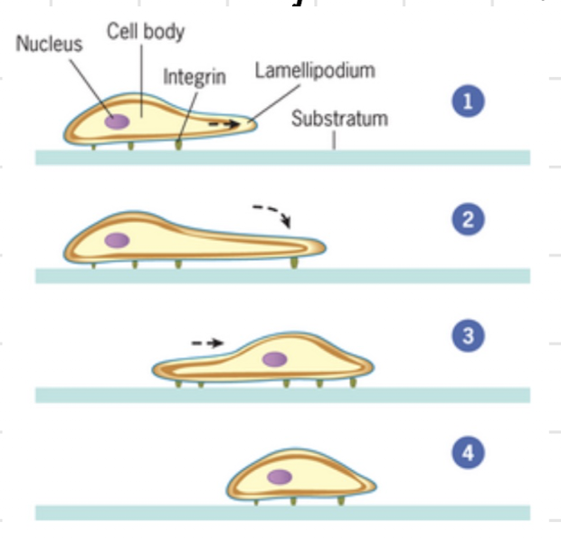 <p>involves controlled polymerization and rearrangement of actin </p><p>during cell crawling </p><ol><li><p>protrusion of leading edge (lamellipodium) </p></li><li><p>adhesion of lamellipodium to lower surface of <strong>substratum</strong></p><ol><li><p>mediated by <strong>integrins</strong> in resident plasma membrane </p></li></ol></li><li><p>movement of the bulk of the cell forward over the site of stationary attachment </p><ol><li><p>accomplished by <strong>contractile force</strong> exerted against the substratum </p></li></ol></li><li><p>cell after the attachment with the substratum have been severed and rear end has been pulled forward </p></li></ol><p></p>