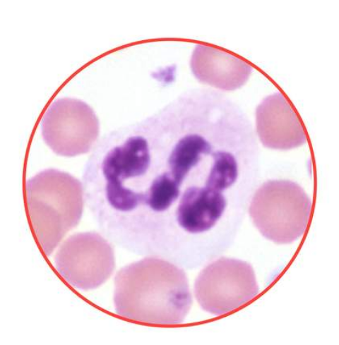 <p>What species does this neutrophil belong to? dog, equine, feline, or bovine?</p>