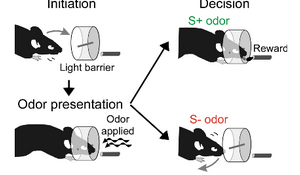 <p>odor discrimination apparatus </p>