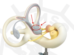 <p>larger of two sacs within the membranous labyrinth of the vestibule in the inner ear</p>