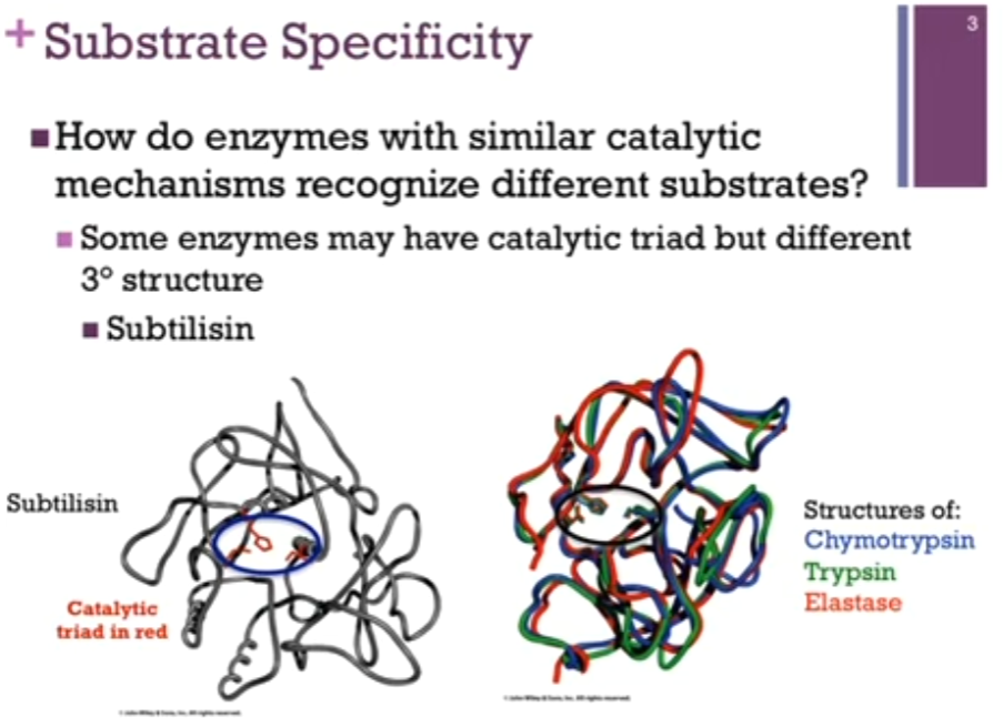 <p>Also find enzymes with <strong>different tertiary structures and yet active site residues are the SAME</strong>!!!</p><p>True for => <strong>subtilisin</strong> (in grey!) (different structure from chymotrypsin, trypsin, and elastase) yet the active site residues are the same (look at ovaled on slide!). Note: convergent evolution!</p>