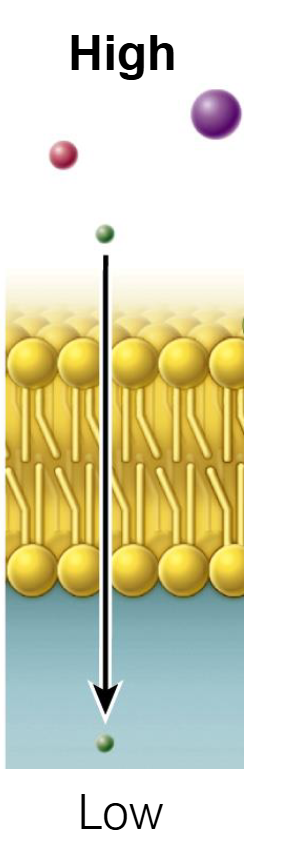 <ul><li><p><strong>Direction:</strong> Down the concentration gradient (High <span>to</span> Low).</p></li><li><p><strong>Energy:</strong> No ATP required (Passive).</p></li><li><p><strong>Mechanism:</strong> Molecules pass directly through the phospholipid bilayer.</p></li><li><p><strong>Molecules:</strong> Only small, nonpolar molecules (like <span>O2 </span>and <span>CO2</span>) can do this because they can dissolve in the hydrophobic "greasy" center of the membrane.</p></li></ul><p></p>