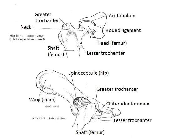 <p>Hip </p>