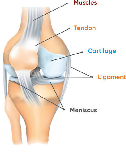 <p>What makes up the framework of the skeletal system?</p>