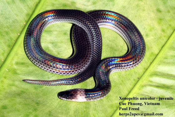 <p>Family: Xenopeltidae. Found in southern China and Indonesia. </p>