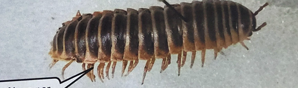 <p>What class is this organism in </p>