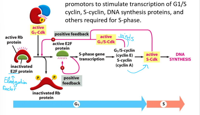 <p>Rb proteins, which are inactivated by phosphorylation by G1/Cdk</p>