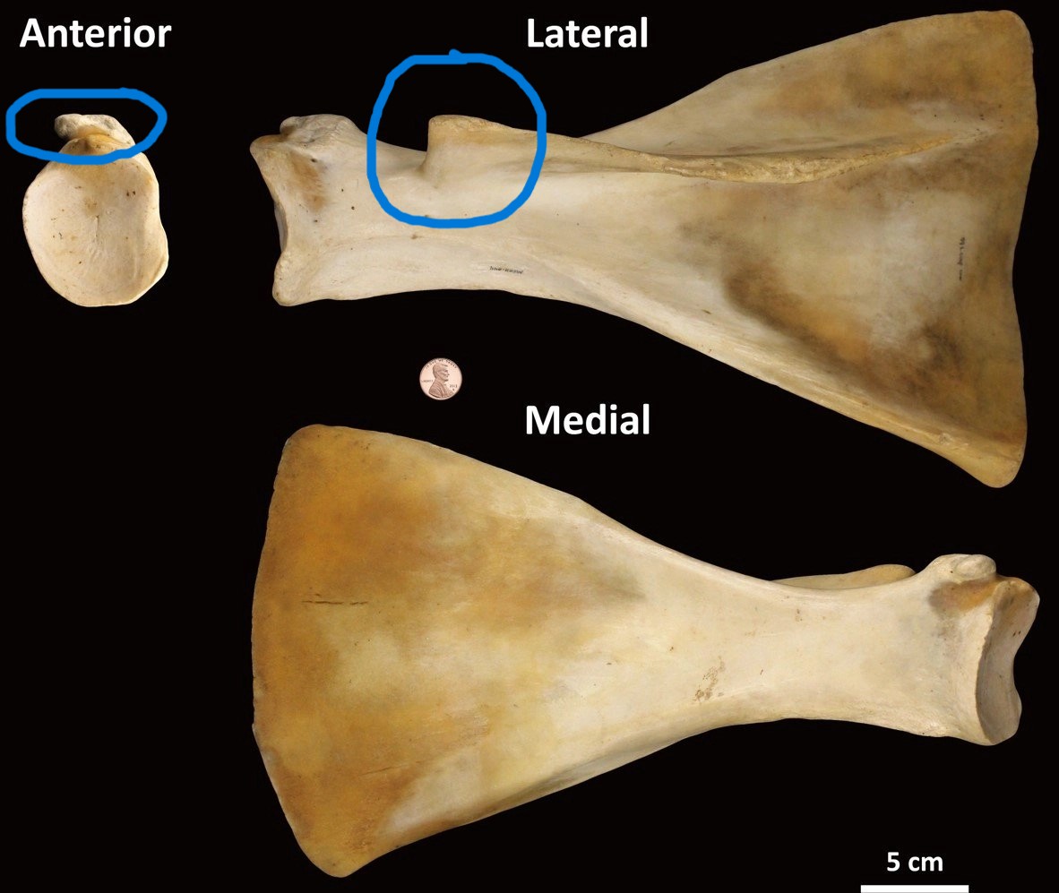 <ul><li><p>acromion ‘cliff’</p></li><li><p>short process</p></li></ul><p></p><p>cow scapula</p>