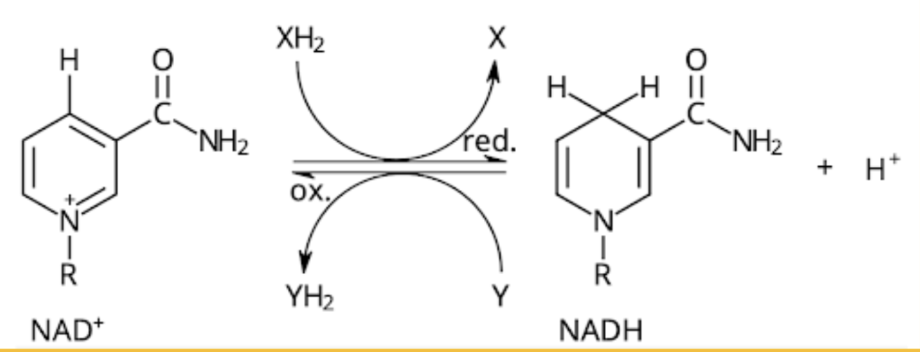 <p><span style="background-color: transparent; font-family: "Cormorant Garamond", serif;"><strong>NADH/NAD<sup>+</sup> </strong>alterneringen används för att generera nya ATP molekyler enligt: NAD<sup>+</sup> + 2H → NADH + H<sup>+</sup> “<strong>behöver inte veta varför”. </strong>från 2H så tar ett H 1e<sup>-</sup> från det andra H, bildar då H<sup>-</sup> och H<sup>+</sup>. H<sup>-</sup> binds in till NAD<sup>+</sup> som då blir NADH och en fri H<sup>+</sup> bildas. Kallas för en<strong> sekundär energibärare (även FAD<sup>+</sup> och FADH<sub>2</sub>) </strong></span></p>
