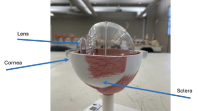 <p>sclera, cornea, lens</p>