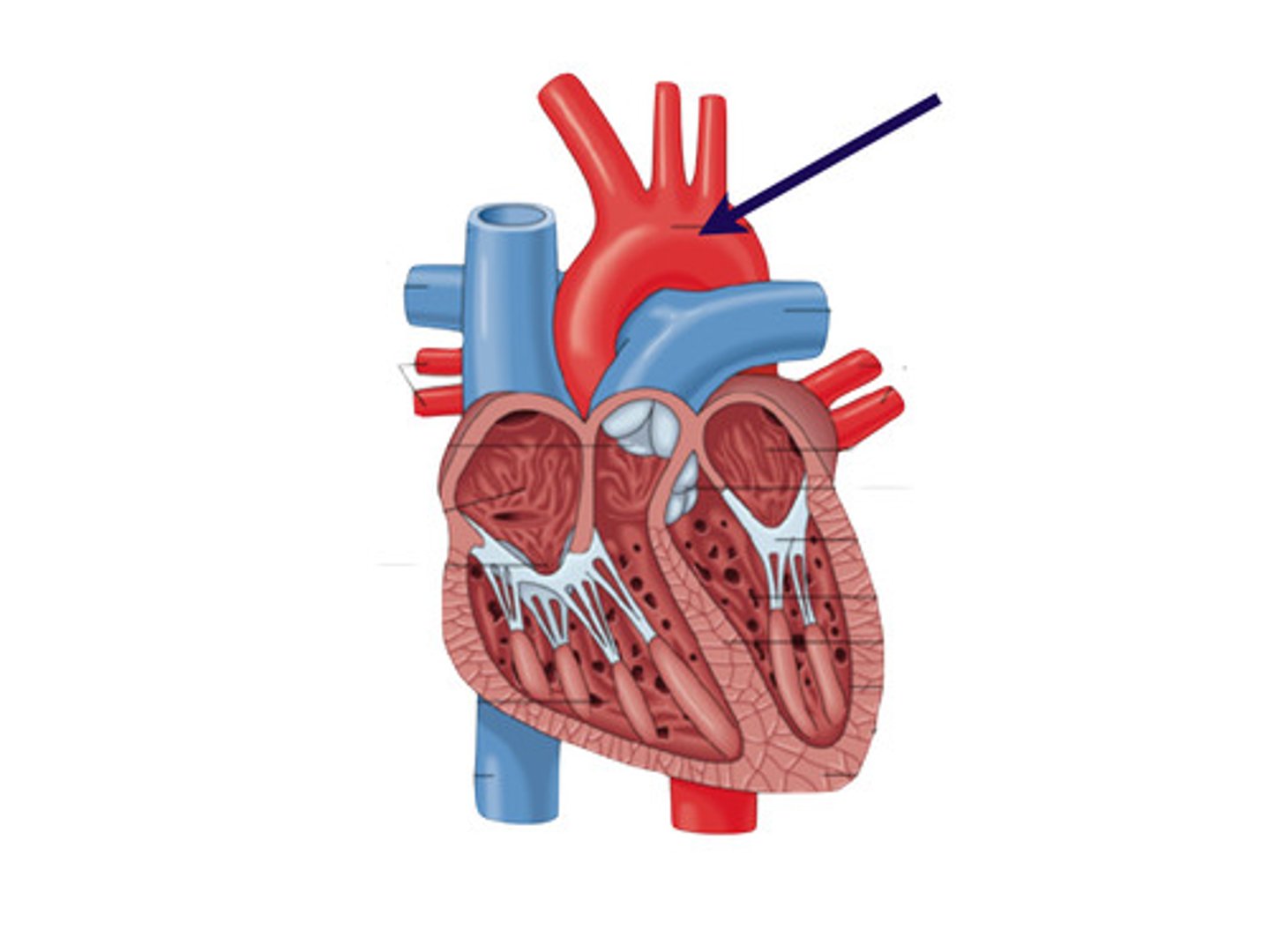 <p>the main artery of the body, supplying oxygenated blood to the circulatory system. In humans it passes over the heart from the left ventricle and runs down in front of the backbone.</p>