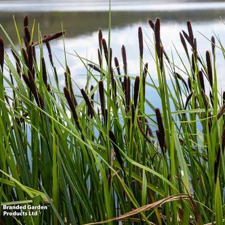 <p>WATER EDGE: narrower leaves, acute pointy ligule</p>