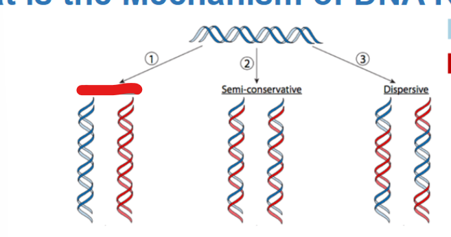 <p>what type of replication yields an<strong> original intact DNA molecule and one entirely newly synthesized DNA</strong></p>