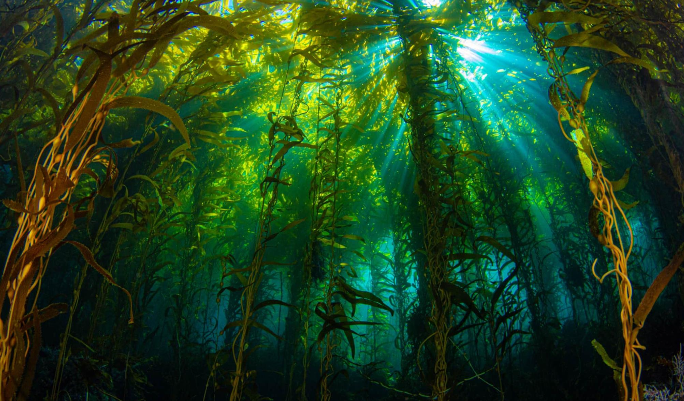 <p>Refer to this picture and fill in the blanks: Large seaweeds of Phaeophyta can form a (a). </p>