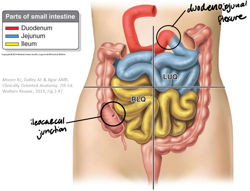 knowt flashcard image