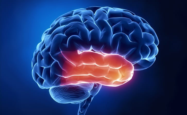 <p>Primary auditory and olfactory cortex. Stores sound and smell.</p>