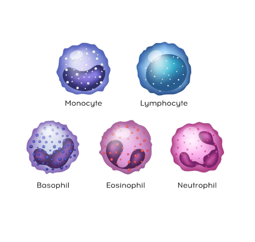 <p><strong>Leukocytes — Types</strong></p><ul><li><p class="font-claude-response-body break-words whitespace-normal">What are the 5 major types of leukocytes, grouped into 2 categories?</p></li></ul><p></p>