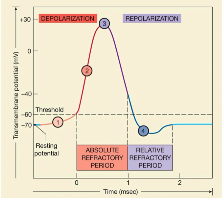 <ul><li><p>Absolute Refractory Period, sodium channels are fully open thus cannot respond to another stimulus.</p></li><li><p>Relative Refractory Period, most sodium channels are resting thus a 2nd stimulus can cause another action potential.</p></li></ul><p></p>