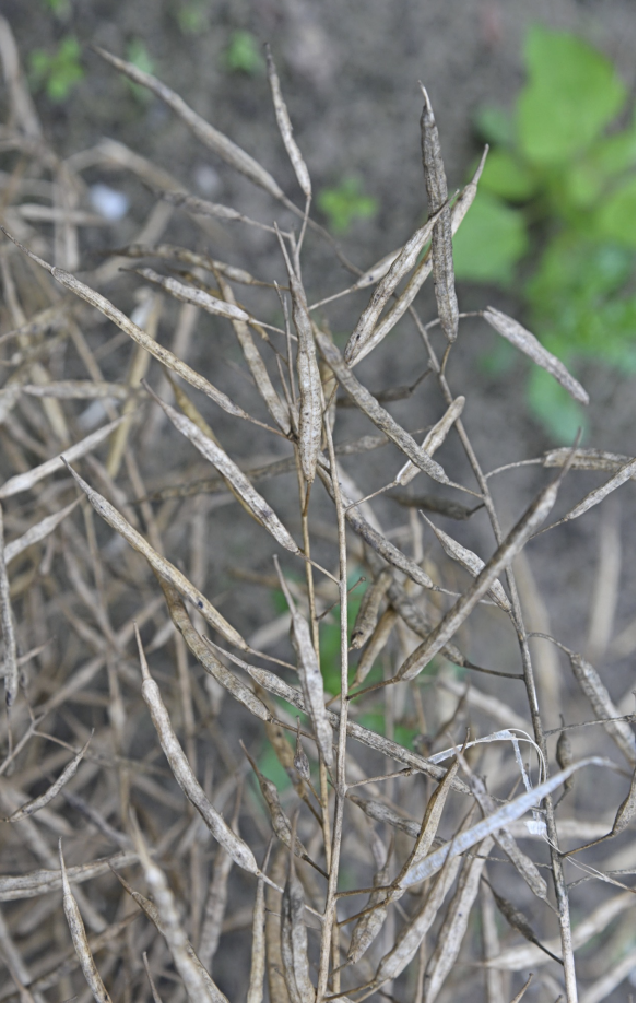<p>slender translucent membranes from seed pods</p>