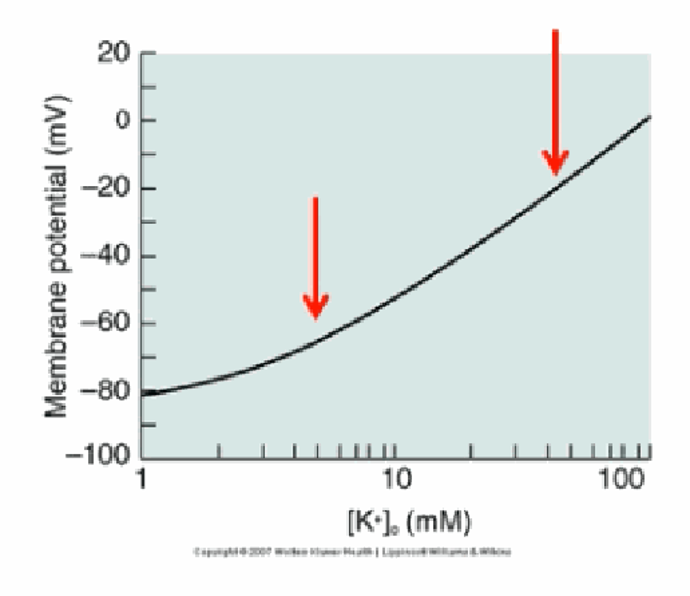 <p>As extracellular [K+] rises, the membrane potential becomes progressively more depolarised (less negative). This dose–response curve can be calculated using the Goldman equation.</p>