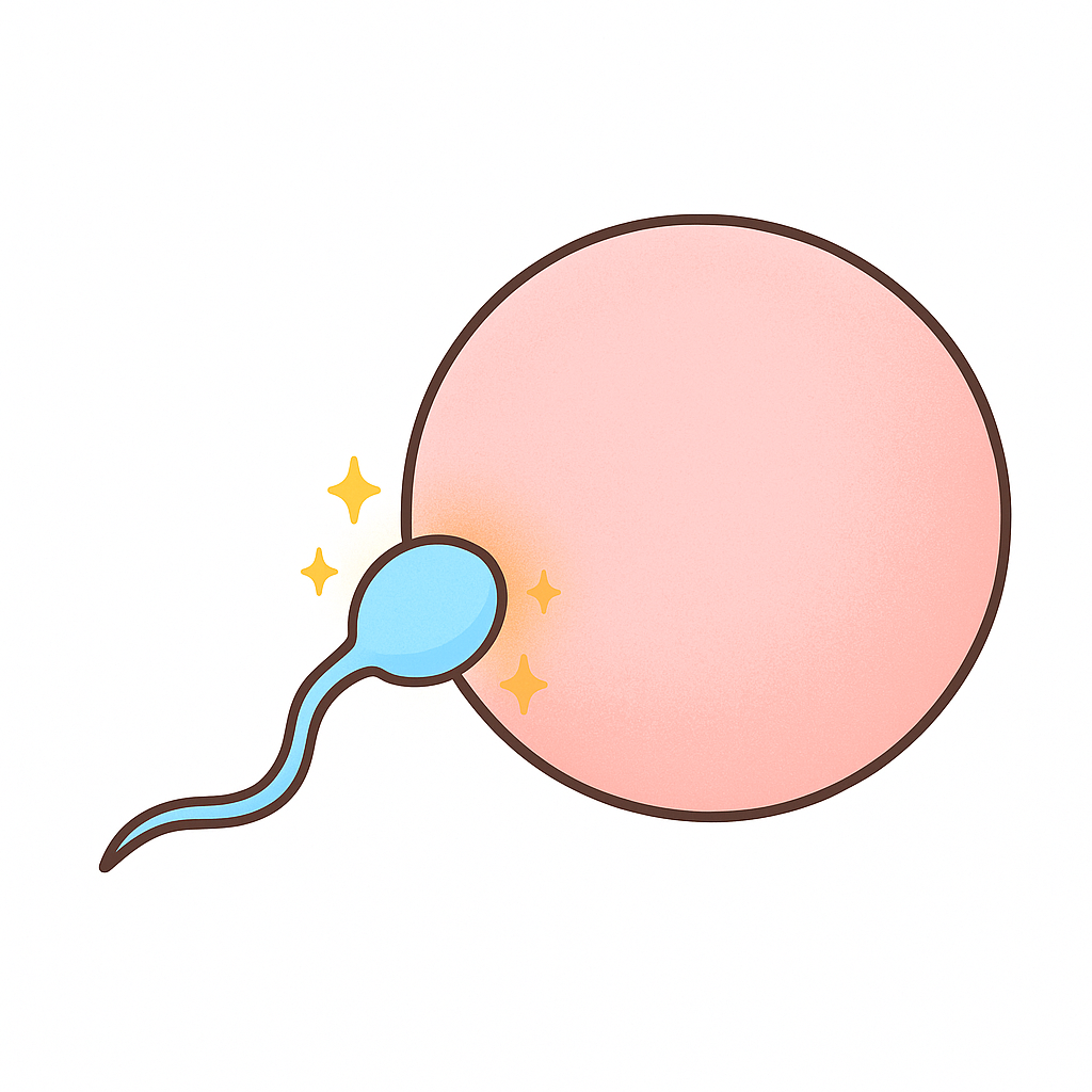 <p>The process in which a male sperm cell and a female egg cell join.</p>
