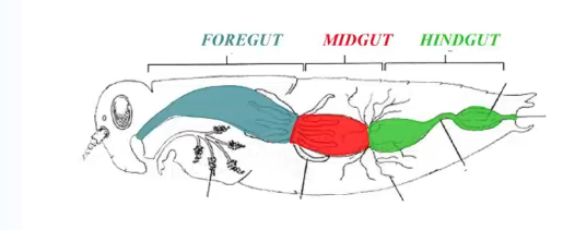 <p>Foregut</p><p>midgut</p><p>hindgut</p>
