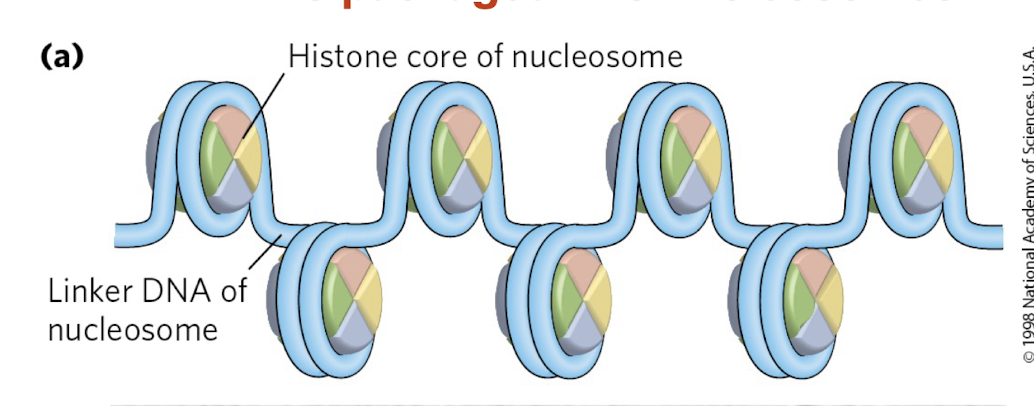<ul><li><p><strong>Histones:</strong> proteins that <strong>compact DNA</strong></p></li><li><p><strong>Linker DNA:</strong> stretches between nucleosomes</p></li><li><p>Allows DNA to be <strong>organized and further compacted</strong></p></li></ul><p><span data-name="point_right" data-type="emoji">👉</span> <strong>Key idea:</strong> Histones enable DNA to fit inside the cell while maintaining structure</p>