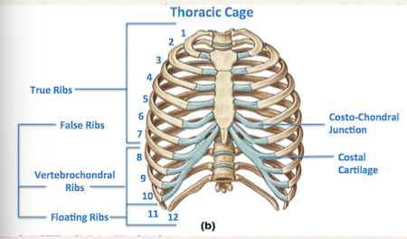<p>vertebrae and the costal cartilage above it</p>