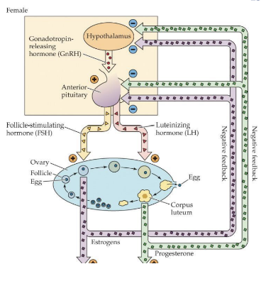 <ol><li><p>Hormone contraceptives contain synthetic estrogen and/or progesterone</p></li><li><p>The excess circulating hormone introduced will exert negative feedback on the hypothalamus, inhibiting GnRH</p></li><li><p>Without GnRH, no FSH or LH will be released, and no ovulation occurs. </p></li></ol><p></p>
