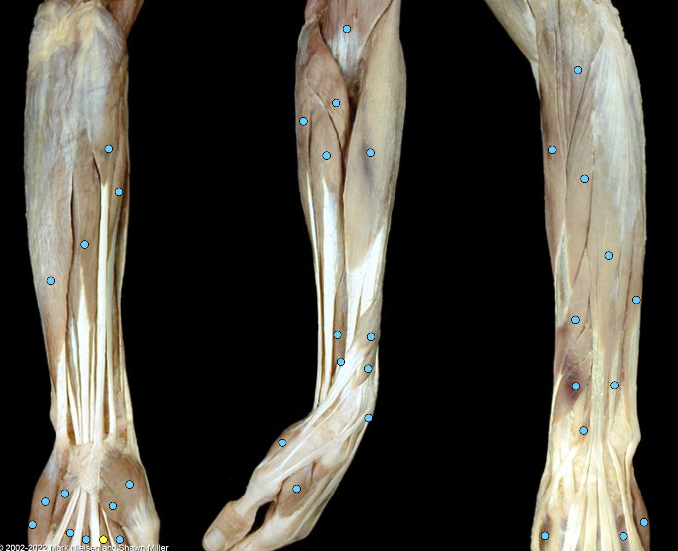 knowt flashcard image