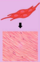 <p>lines wall of hollow organs; squeezes substances through those organs</p>