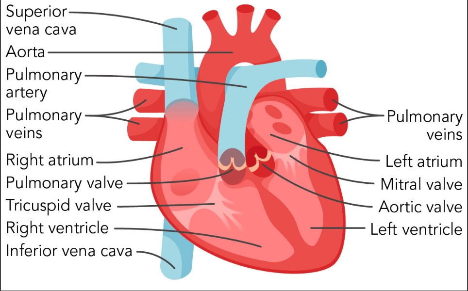 <p>Label the Heart</p>