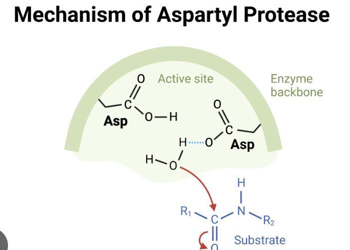 <p>Cleaves at carbonyl group</p><p>specific for aspartic acid</p><p>aids in digestion, protein degradation</p>