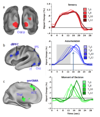 <ul><li><p>Think of it like sitting back and gathering evidence before you make a choice</p></li><li><p>How we look at this in a lab</p><ul><li><p>Patients in an fMRI were asked to press a button when they could identify the object</p></li><li><p>Saw 3 patterns of BOLD response</p><ul><li><p>Sensory: primary and secondary sensory regions</p></li><li><p>Accumulation: dlPFC, IPS, IT</p></li><li><p>Moment of decision: preSMA, ACC, thalamus</p></li></ul></li></ul></li></ul><p></p>