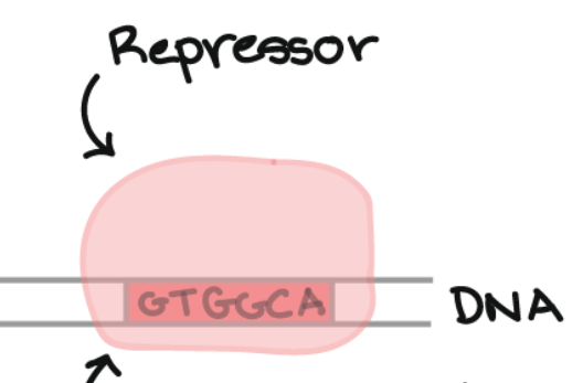 <p>A sequence of DNA nucleotides that is the bonding site for the repressor.</p>