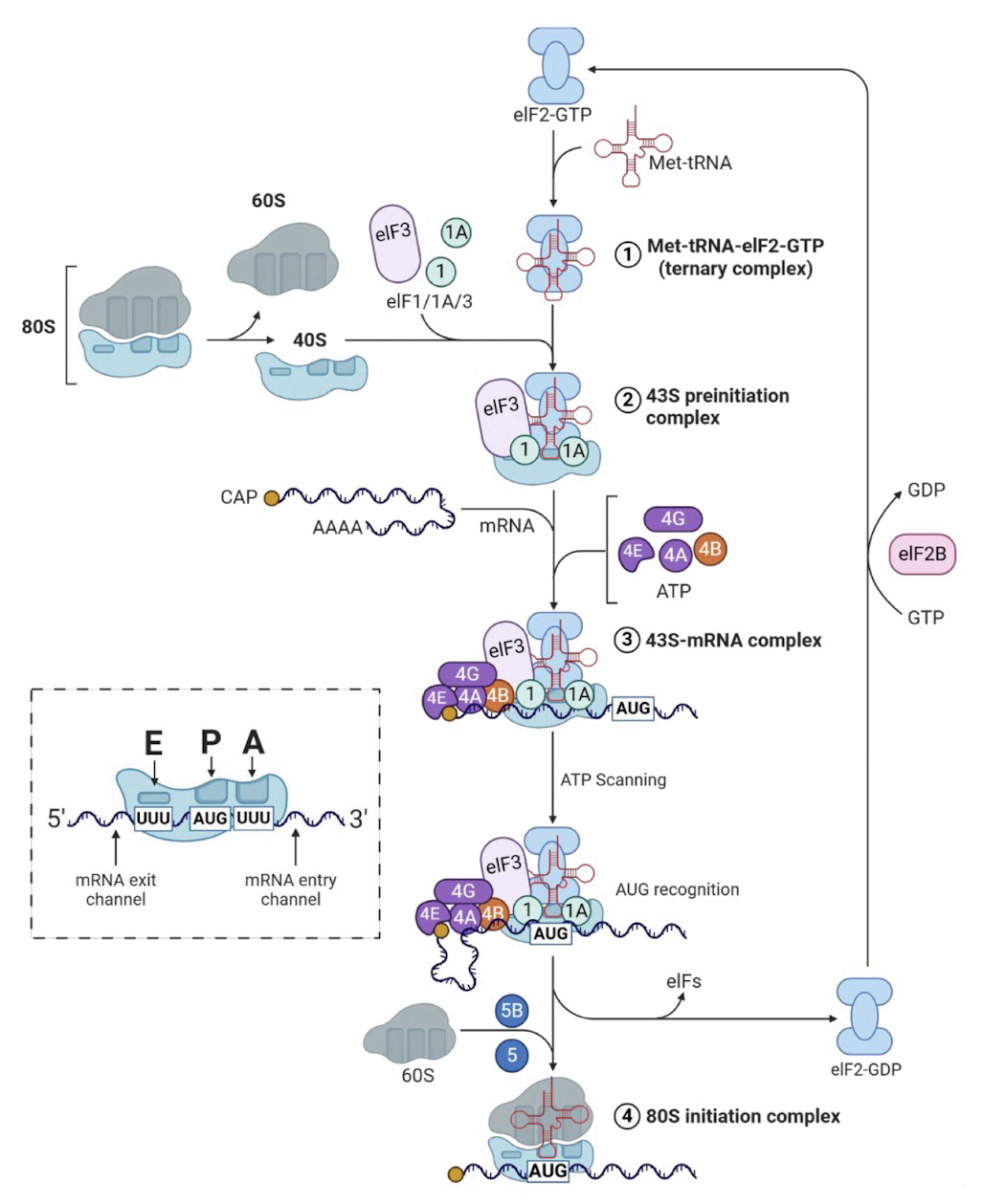 <p>eIF 2 binds <strong>Met-tRNA<sup>Met</sup> </strong>to the 40S subunit first</p><p><strong>eIF4F complex</strong> brings <strong>mRNA</strong> to 40S after <strong>tRNA</strong> is in<strong> P-site</strong></p><p><strong>Ribosome</strong> scans mRNA 5’ → 3’ to find AUG (Almost always the first AUG sequence) within <strong>Kozak sequence</strong> (5’ …accAUGg… 3’)</p><p>More or less the same as in prokaryotes</p>