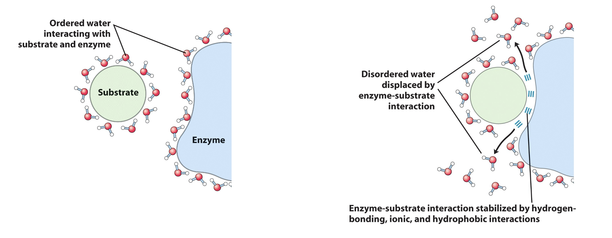 <ul><li><p>binding of substrates, or ligands, “frees some water into bulk surrounding (increases entropy)</p></li><li><p>helps push formation of enzyme-substrate (ligand-receptor) complexes</p></li></ul><p></p>