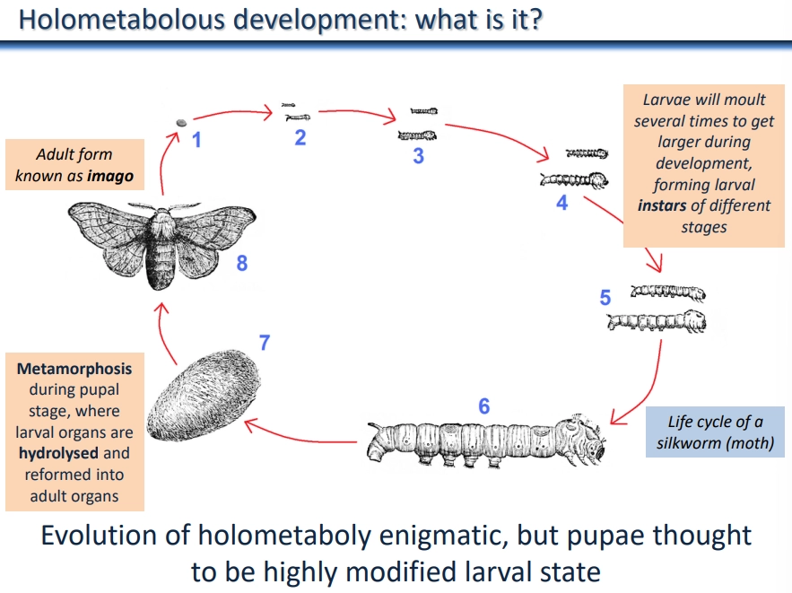<ul><li><p>in holometaboly, the insect (hexapod) undergoes<strong> complete metamorphosis</strong>- this evolved only once</p></li><li><p>the <strong>immature larva</strong> enters a <strong>quiescent pupa stage</strong>, from which a very different <strong>winged adult </strong>then emerges from</p></li><li><p>the larva will <strong>moult </strong>very small amounts <strong>multiple times</strong>, mostly 5, to get larger (different stages = <strong>instars</strong>)</p></li><li><p>in the pupal stage, the<strong> larval organs are hydrolysed</strong> and <strong>reformed </strong>into adult organs from <strong>imaginal discs </strong>(clusters of <strong>embryonic reserve cells</strong>)</p></li><li><p>the <strong>imago </strong>is the final adult form</p></li><li><p>this process is <strong>hormonally controlled</strong></p></li></ul><p></p><ul><li><p>this allows the larvae and adults to have<strong> ecologically different niches and specialisation</strong>, leading to <strong>resource partitioning </strong>and <strong>avoidance </strong>of <strong>competition </strong>between life stages</p></li><li><p>the<strong> speed of development can be controlled</strong> dependent on the amount of food eg. through <strong>diapause</strong></p></li><li><p>it also allows for <strong>parasitoidism </strong>(longer-term than parasitism + causes death) by larva</p></li></ul><p></p>