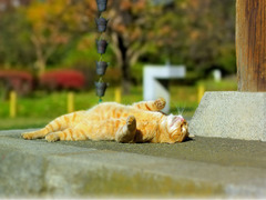 <p>sitting in the sun</p>