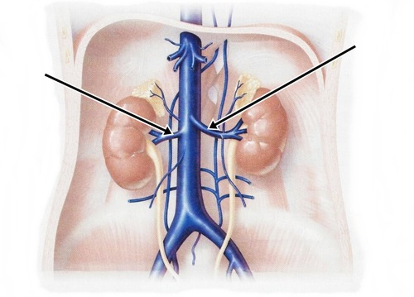 <p>what does the renal vein of the IVC drain?</p>