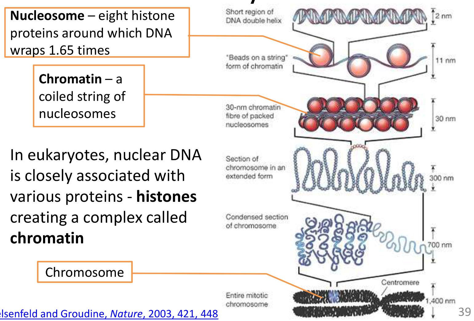 <p>DNA is packed into the cell through interaction with histones to form nucleosomes </p>
