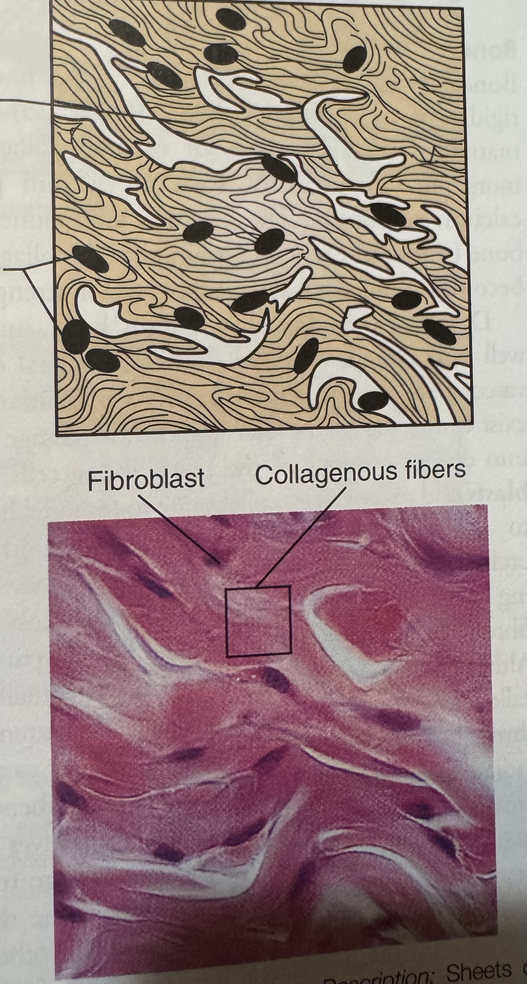 <p>What is this connective tissue?</p>