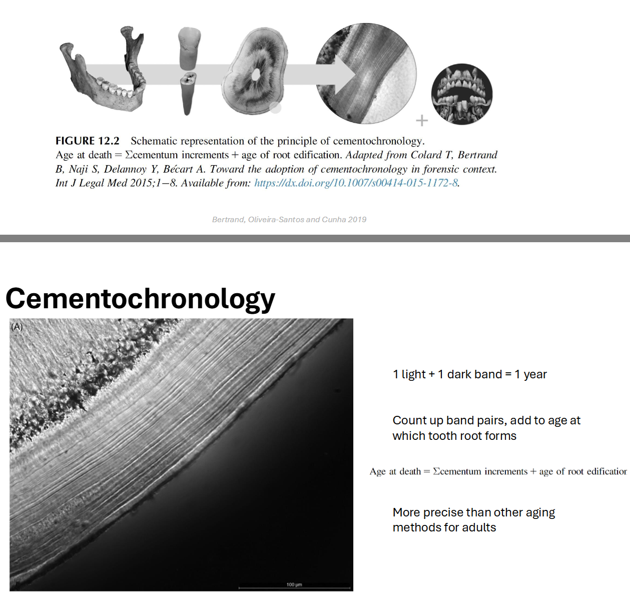 <p>Cementochronology</p>