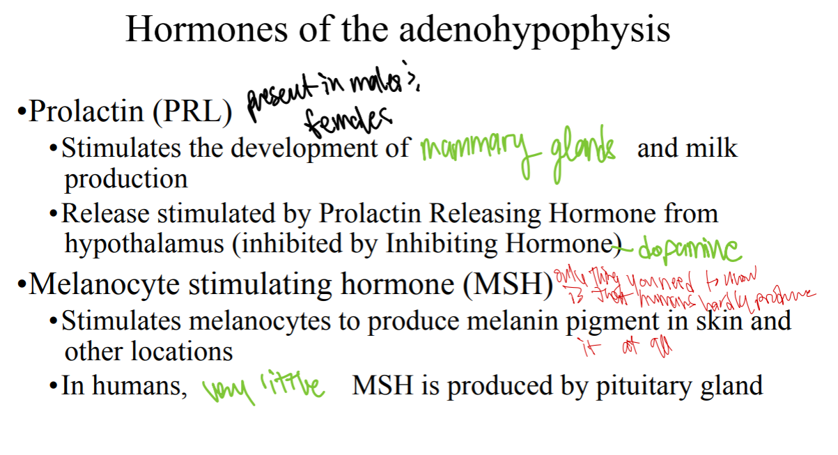 <p>In humans, very little ___ (hormone) is produced by the pituitary gland</p>