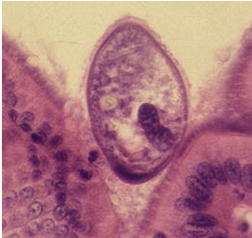 <p><span>Pig is reservoir, can be found in other animals and humans (zoonotic).</span></p>