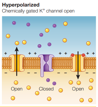 <p>when the inside of a neuron becomes <em>more negative</em> than it is in its resting condition</p>