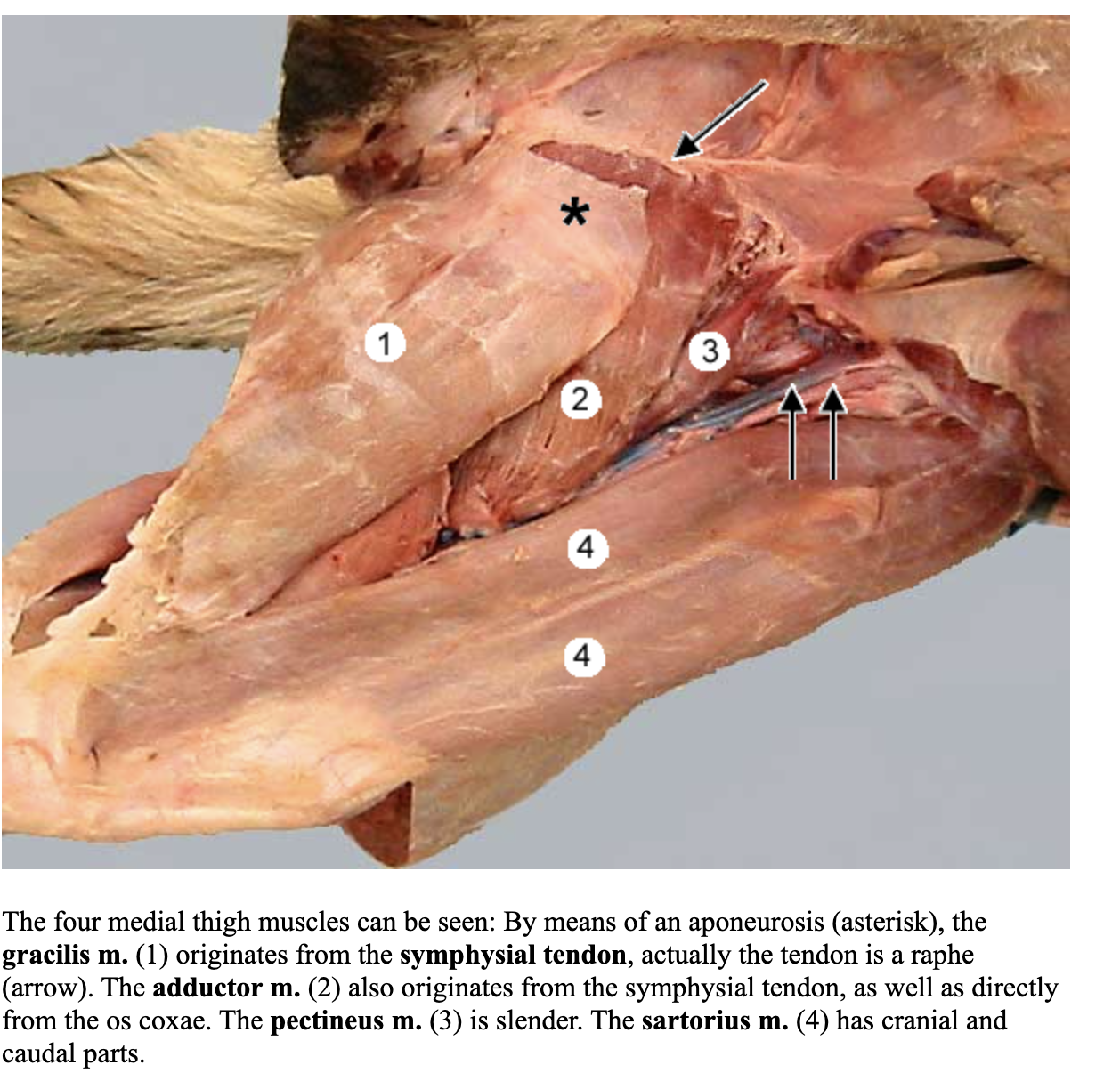<p>1</p><p>attachments: pelvic symphysis; cranial tibia and tuber calcanei</p><p>action: adduct the limb, extend the hip and the tarsal joints; flex stifle </p><p>blood: deep femoral a. </p><p>nerve: obturator n.</p>