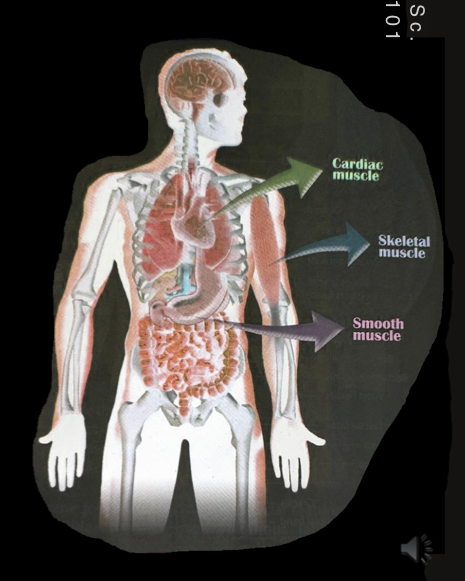 <ul><li><p>skeletal muscles - voluntary skeletal movement</p></li><li><p>smooth muscle - involuntary, slow and uniform, fatigue-resistant</p></li><li><p>cardiac muscle - involuntary, intrinsic beat</p></li></ul><p></p>